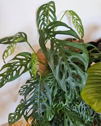 talea monstera adansoni