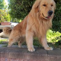 Golden americano accoppiamento