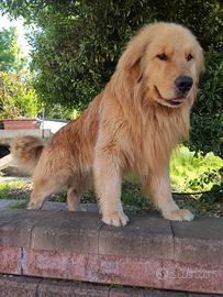 Golden americano accoppiamento