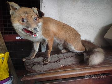 Volpe impagliata vintage