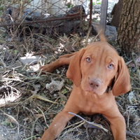 In arrivo cuccioli di Bracco ungherese vizsla