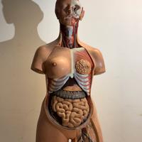 Modello anatomico vintage revol