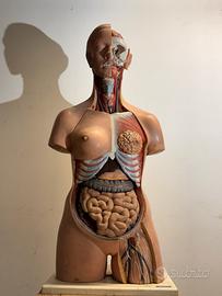 Modello anatomico vintage revol