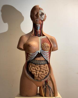 Modello anatomico vintage revol