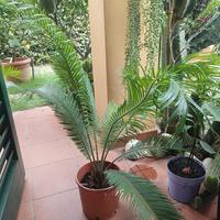 Piante Cycas