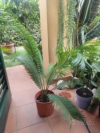 Piante Cycas