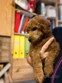 Cuccioli barbone grande mole fulvi