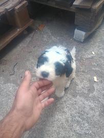 Cucciolo incrocio Lagotto romagnolo con Springel