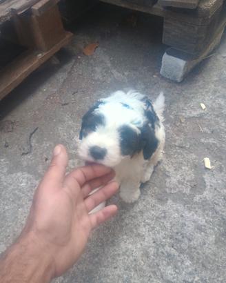 Cucciolo incrocio Lagotto romagnolo con Springel