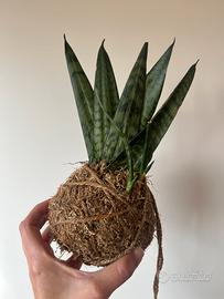 Kokedama sansevieria zeylanica