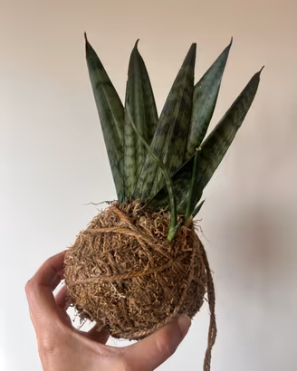 Kokedama sansevieria zeylanica