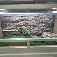 Iguana
