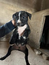Pitbull