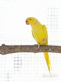 Parrocchetto dal collare