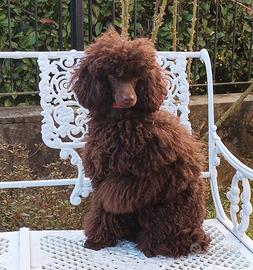 Barboncino per monta