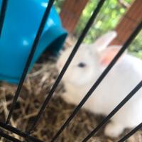 Coniglio nano Ermellino