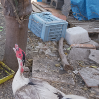 Anatra muta maschio abituata