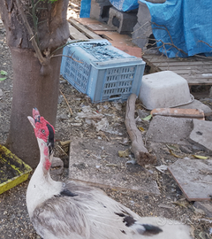 Anatra muta maschio abituata