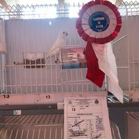 Canarini Bianchi Recessivi 2025