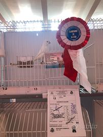 Canarini Bianchi Recessivi 2025