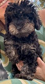 Barboncino phantom toy pedigree