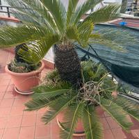 Piante cicas grandi e piccole