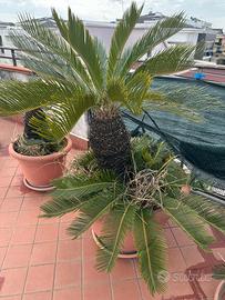 Piante cicas grandi e piccole