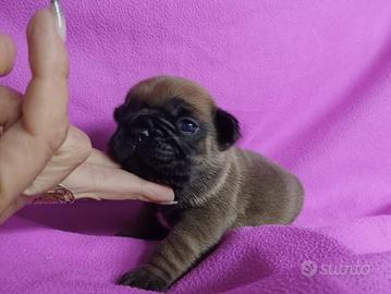 Bulldog Francese