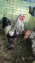 Gallo Brahma Argentato