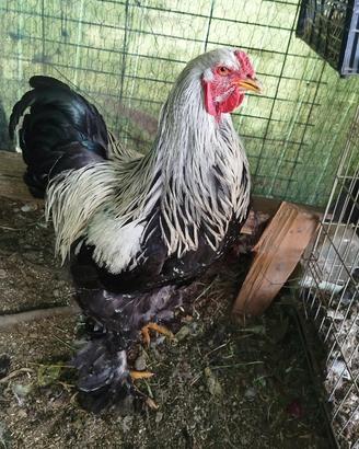 Gallo Brahma Argentato