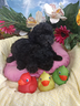 cuccioli-taglia-piccola-toy-nero-nero-barboncini