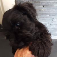 Schnauzer Nani Neri Cuccioli