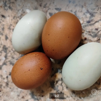 Uova marans e Oliver eggs