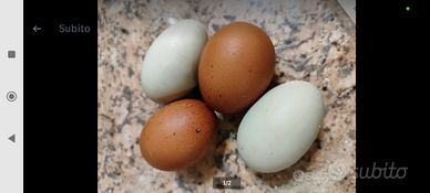 Uova marans e Oliver eggs