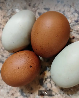 Uova marans e Oliver eggs