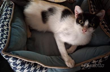 Achille gatto 9 mesi