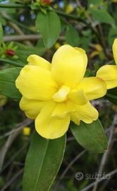 Gelsomino  in vaso, giallo