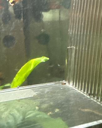Guppy