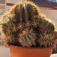 PIANTE GRASSE DA GIARDINO