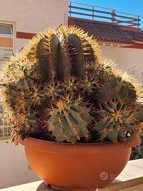 PIANTE GRASSE DA GIARDINO