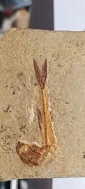 fossile di pesce 