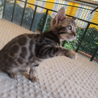 Cuccioli di Gatto del Bengala