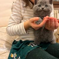 Scottish straight blue