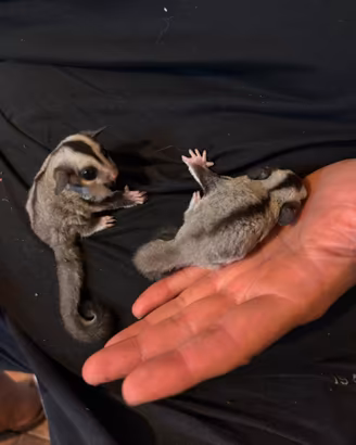 Cucciole petauro dello zucchero