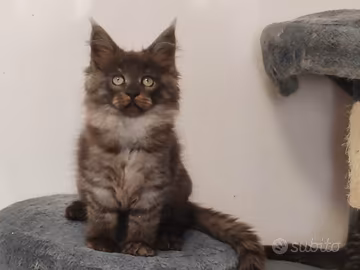 Maine coon cuccioli