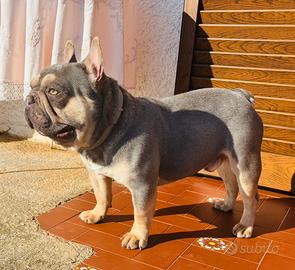 Bulldog francese lilac and tan