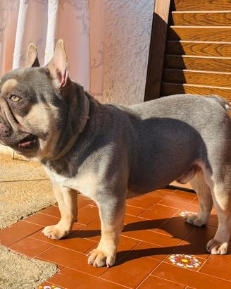 Bulldog francese lilac and tan