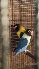 Agapornis personata