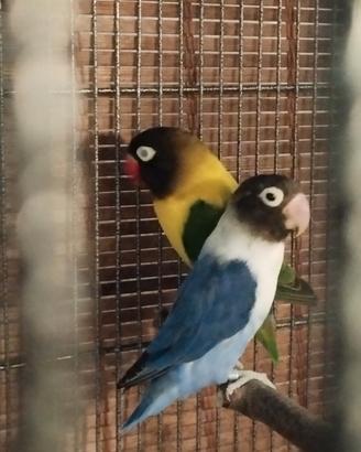 Agapornis personata