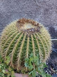 Pianta grassa